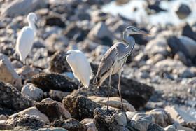 Migratory Birds in Hormozgan