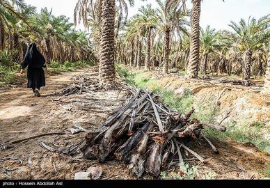 خطر انقراض نخل در شادگان