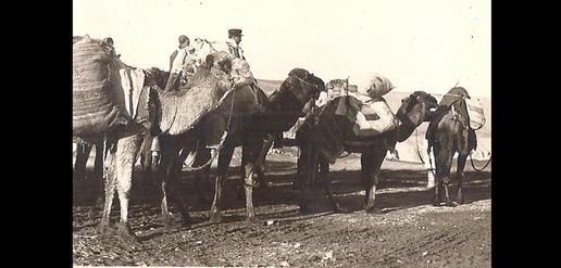 Family photo: a camel market in Tehran