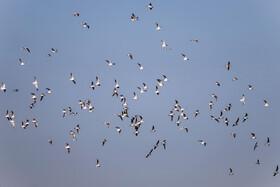 Migratory Birds in Hormozgan