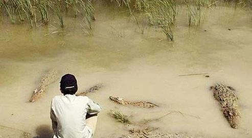 Iran’s Rare Gando Crocodiles Endangered by Draughts and Seasonal Floods