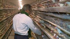 افزایش ۵۰ تا۷۰ درصدی قیمت مرغ و تخم‌مرغ در سال آینده