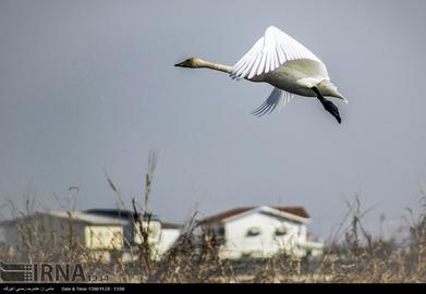 Mazandaran’s Haven for Migratory Birds