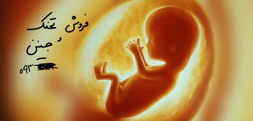 دلالی تخمک و جنین؛ کار با درآمد بالا، مخصوص خانم‌های جوان