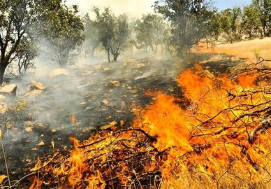 آتش‌سوزی جنگل‌های این استان طی هشت روز مناطق جنگلی مختلف را خاکستر کرد.