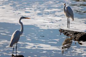 Migratory Birds in Hormozgan