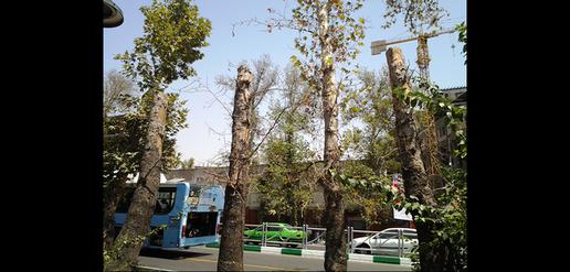 قتل عام چنارهای ولیعصر با مترو