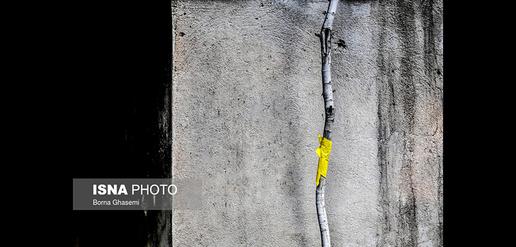 Tehran's Answer to Whiteflies