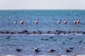 Migratory Birds in Hormozgan