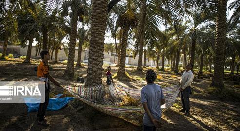 The Date Harvest in Khuzestan