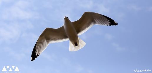 گل و بهار و گرما در تورنتو