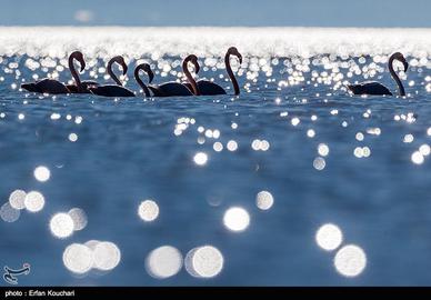The Flamingos of Miankaleh