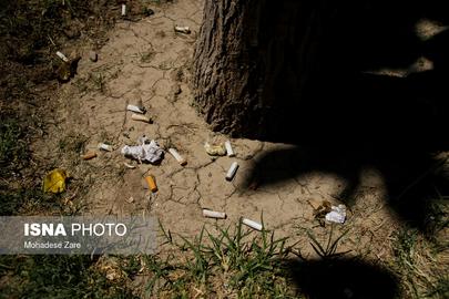 Toxic Cigarettes Ruin Iran’s Wildlife Habitat