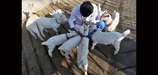 Saanen Goats Born in Isfahan 