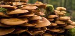 اثر قارچ‌ها بر بارندگی در جنگل‌ها و خشک‌سالی