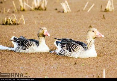 Mazandaran’s Haven for Migratory Birds