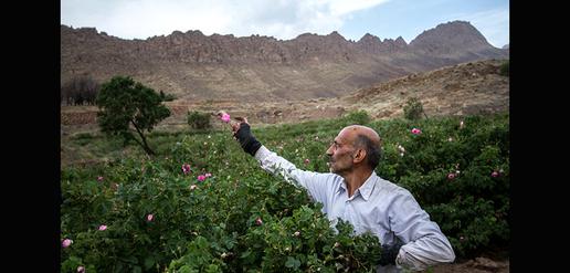 Celebrating the World’s Favorite Rose