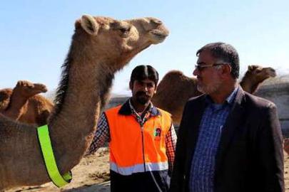 شترهای سرگردان در جاسک به نوار شبرنگ مجهز شدند