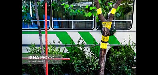 Tehran's Answer to Whiteflies
