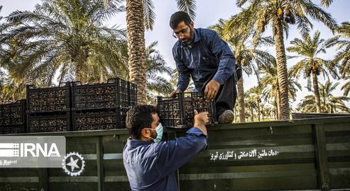The Date Harvest in Khuzestan