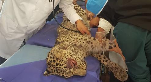 Leopard Cub Dies in Iran After Attack by Villagers