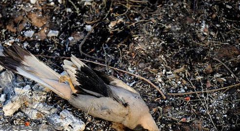 Sparrows, pigeons and snakes - to say nothing of the native trees - have been killed in large numbers by the latest blaze