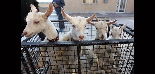 Saanen Goats Born in Isfahan 