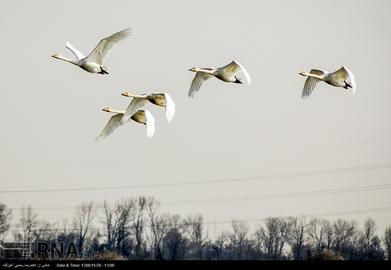 Mazandaran’s Haven for Migratory Birds