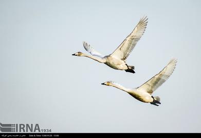 Mazandaran’s Haven for Migratory Birds
