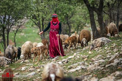 Women's Lives in Rural Iran