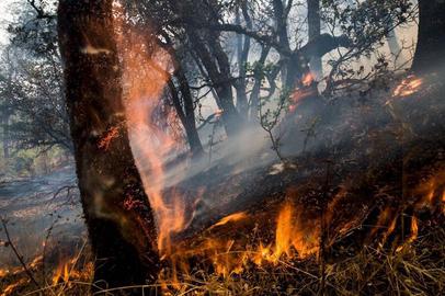 سازمان جنگل‌ها: امسال ۶ هزار و ۷۰۰ هکتار جنگل‌ طعمه حریق شدند