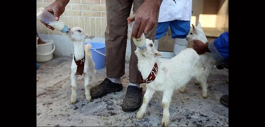 Saanen Goats Born in Isfahan 