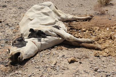دشت لاشه‌‏های مُردار در پنج کیلومتری زاهدان