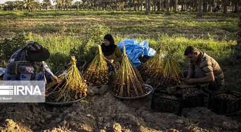 The Date Harvest in Khuzestan