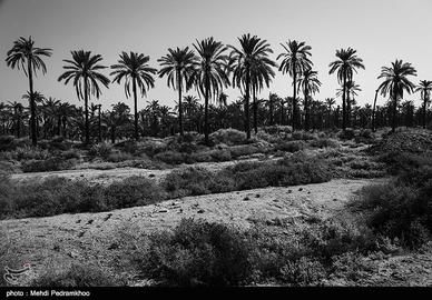 The Palms of Khuzestan