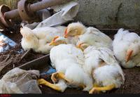 امحا ۹۰۰ هزار مرغ در پی شیوع آنفولانزای فوق حاد پرندگان در مرغ‌داری‌های ایران