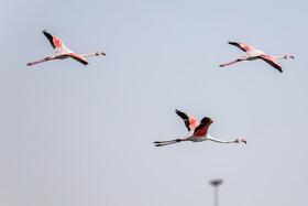 Migratory Birds in Hormozgan