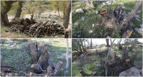 قطع صدها درخت در جنگل بلوط کازرون