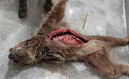 بازداشت عوامل شکار یک خرس قهوه‌ای در کهگیلویه و بویراحمد