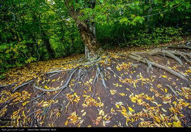 Autumn in Iran