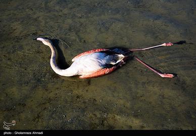 مرگ ۴۳ هزار پرنده در شمال ایران