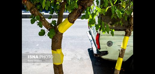 Tehran's Answer to Whiteflies