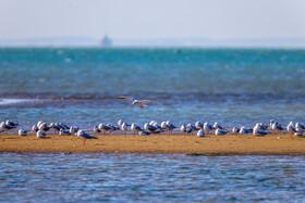 Migratory Birds in Hormozgan