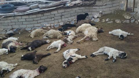 مرگ مشکوک ۱۰۷ گوسفند در مرودشت