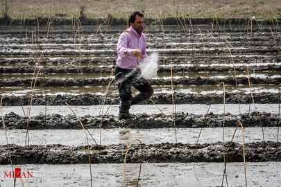 Celebrating the Rice Harvest in Gilan