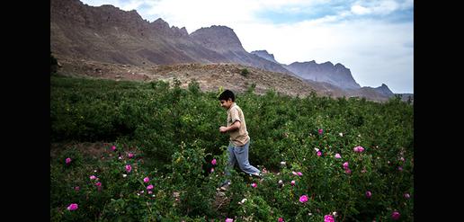 Celebrating the World’s Favorite Rose