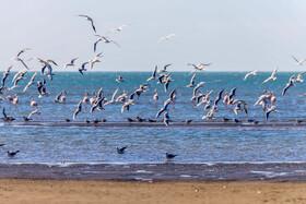 Migratory Birds in Hormozgan