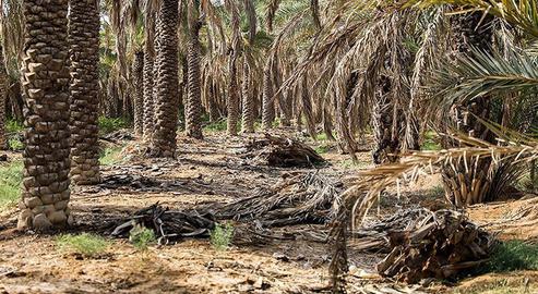 Shadegan's Wasted Palm Forests