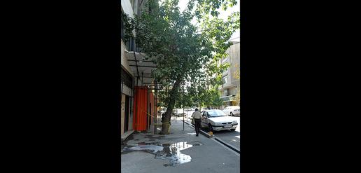 مرگ تدریجی درختهای تهران 