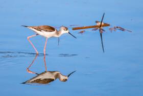 Migratory Birds in Hormozgan
